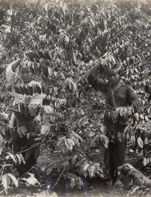 Sejarah Kopi Garut: Petik Buah Kopi di Garut, sekitar tahun 1900. Garoet Koffiepluksters ca. 1900